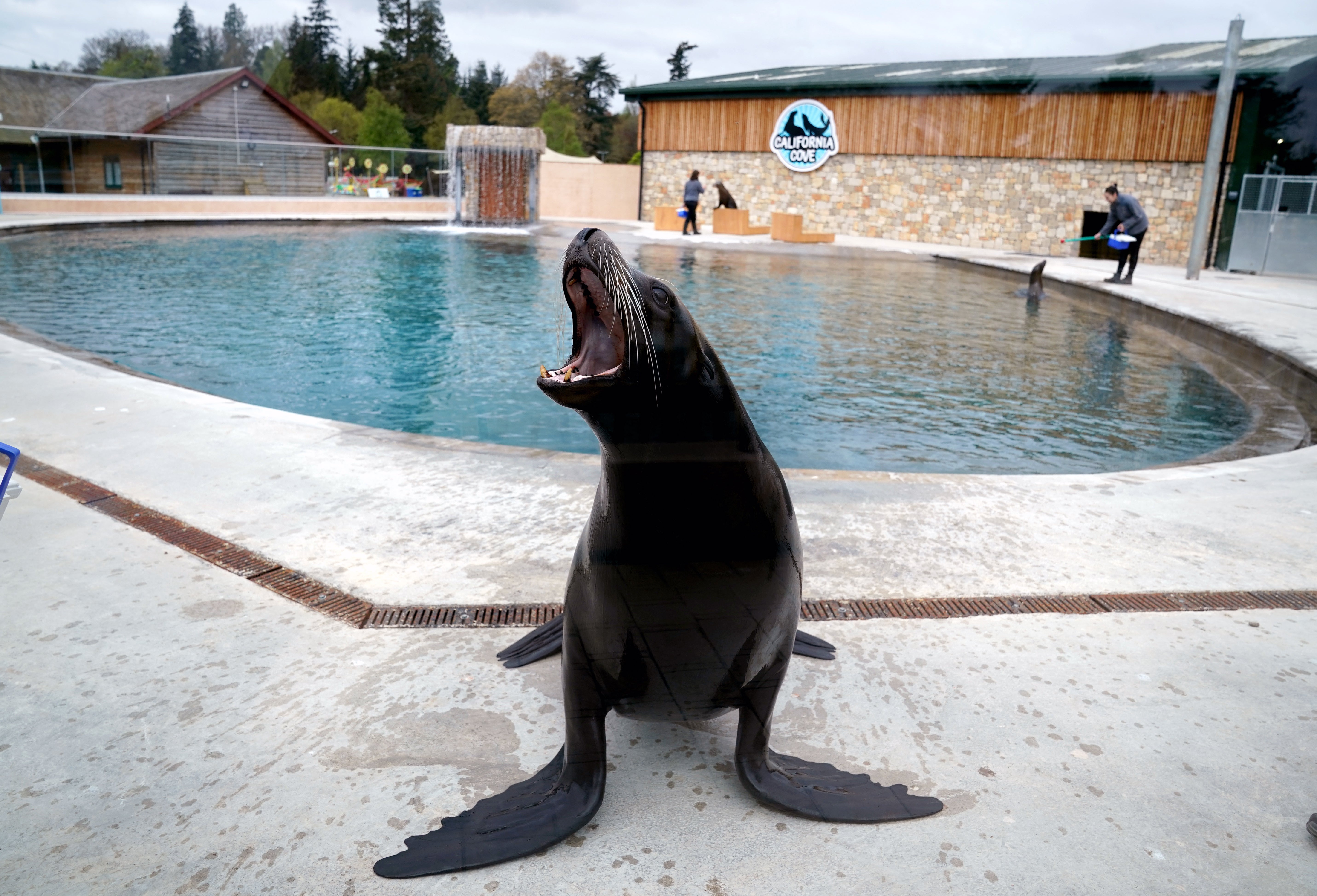 The sea lions at Blair Drummond Safari Park have just moved into their state of the art new home (Andrew Milligan/PA)