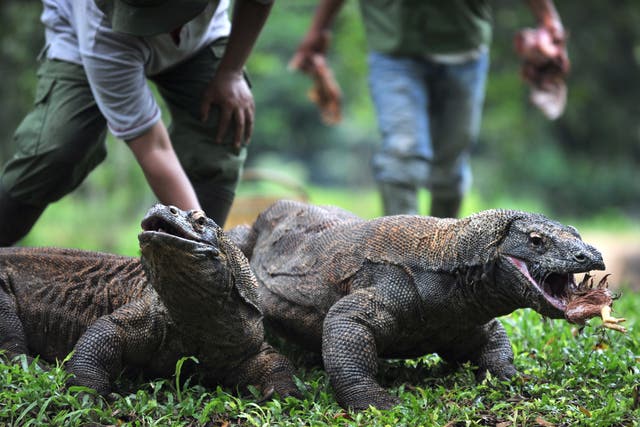 <p>Workers feed komodos at Jakarta Ragunan Zoo</p>