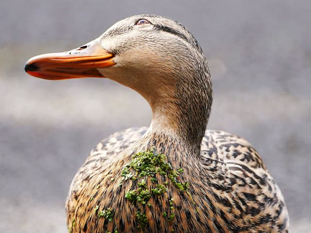 <p>File A duck with duckweed stuck to it's breast on a sunny day in the National Botanic Gardens, Dublin</p>