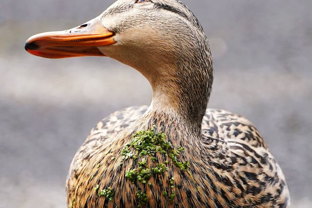 <p>File A duck with duckweed stuck to it's breast on a sunny day in the National Botanic Gardens, Dublin</p>