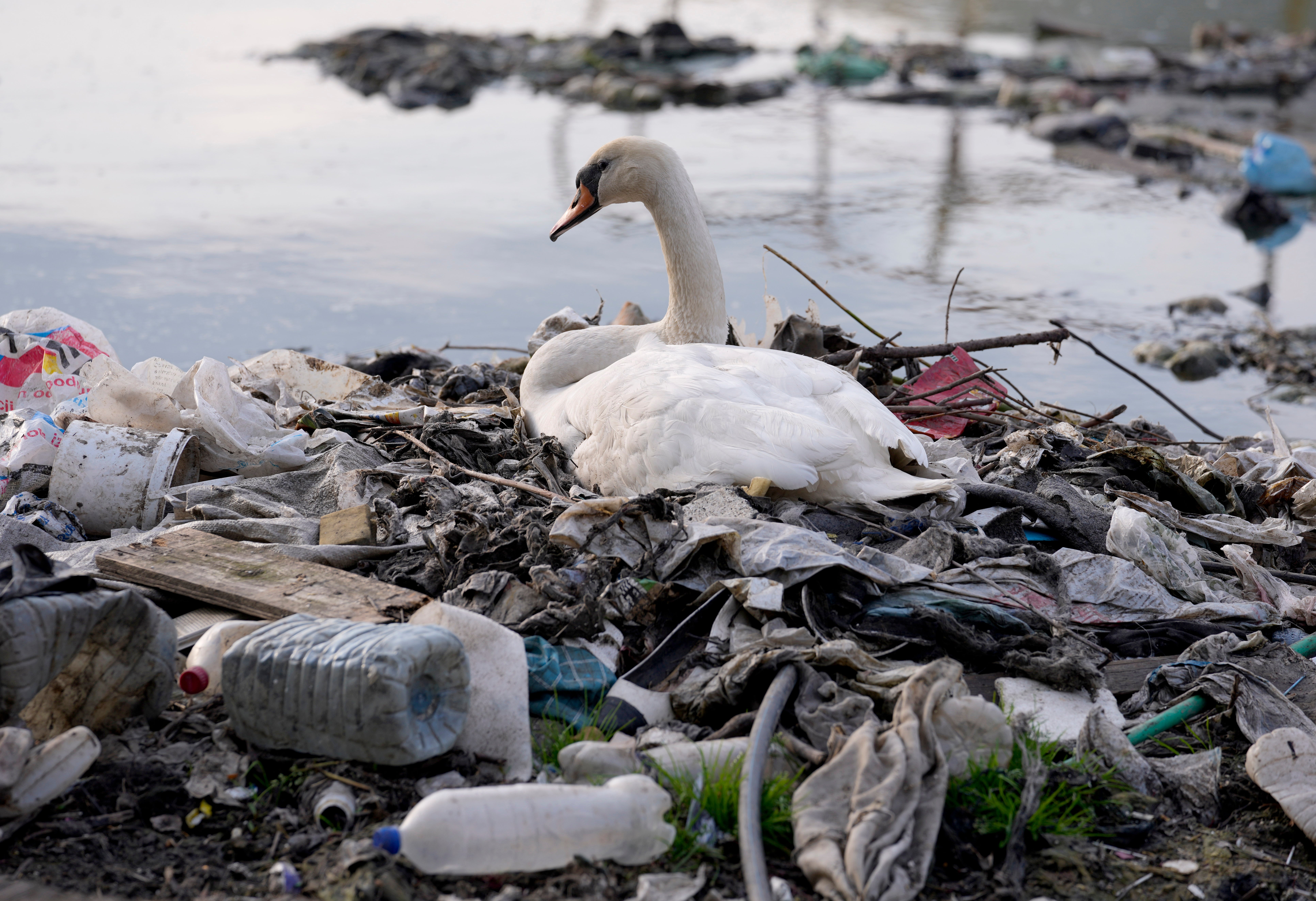 ‘Even if we recycled better and tried to manage the waste as much as we can, we would still release more than 17 million tons of plastic per year into nature,’ scientist says