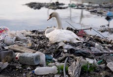 Scientists demand cap on new plastic production to end pollution crisis