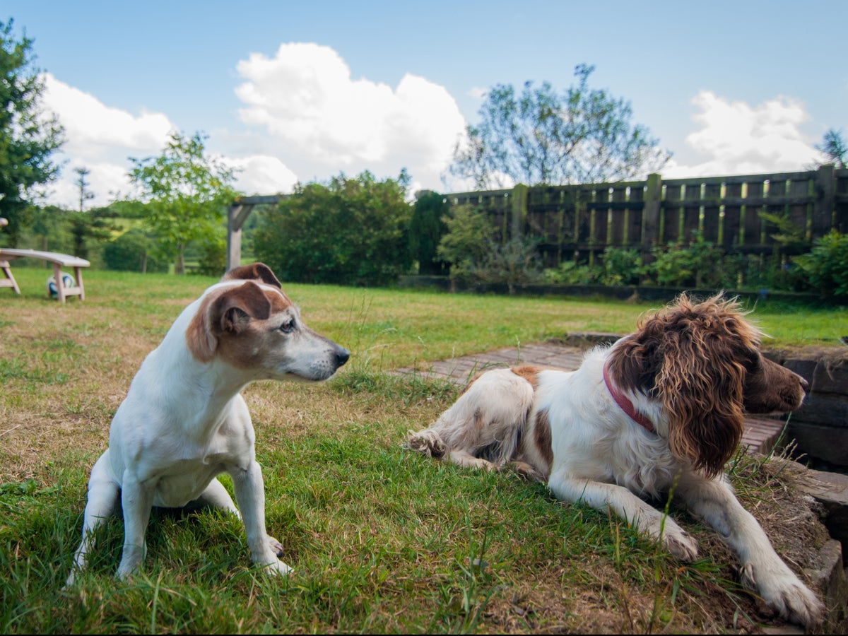 what is the dog with the longest lifespan