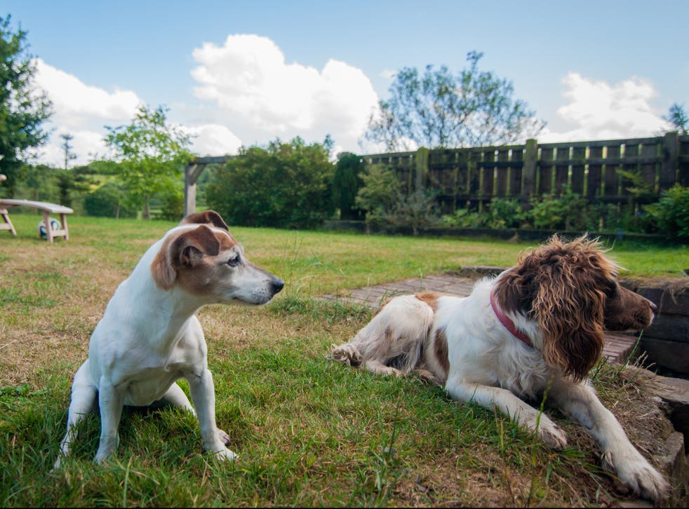 <p>Jack Russell terriers and springer spaniels have high life expectancy</p>