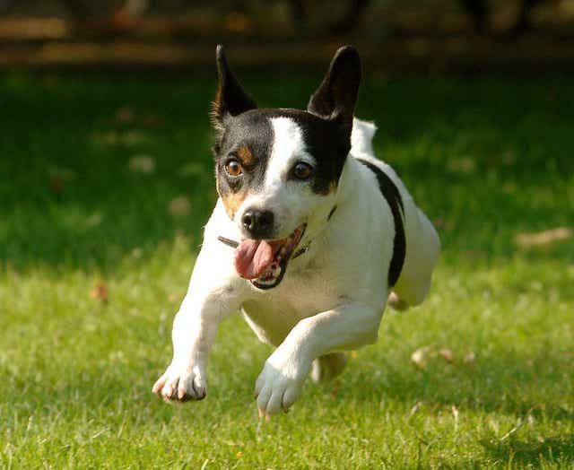 Jack Russell terriers have the longest lifespan of all dogs, study suggests (David Jones/PA)