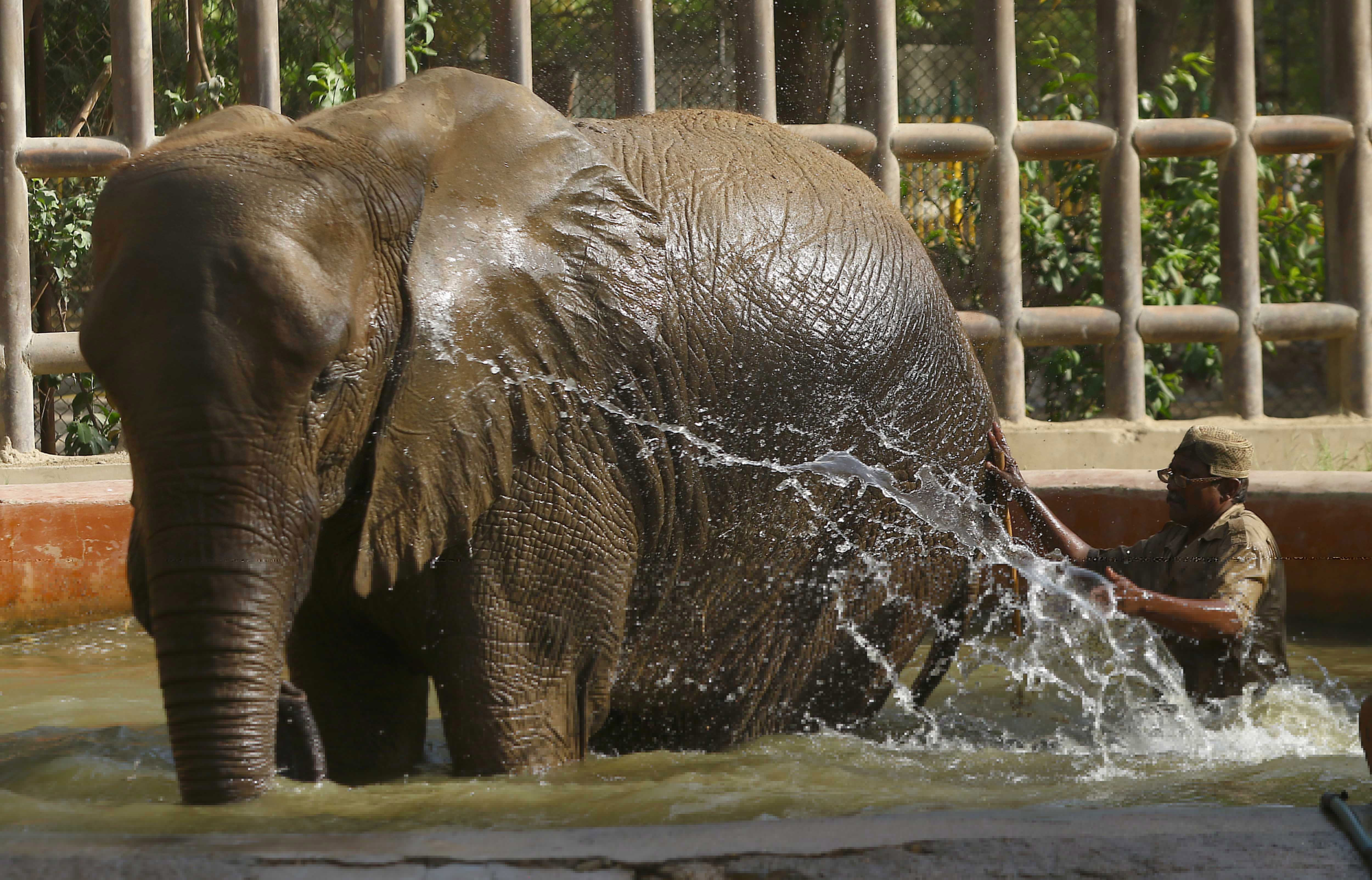 An elephant cools off at a zoo in Karachi, Pakistan on 31 March.