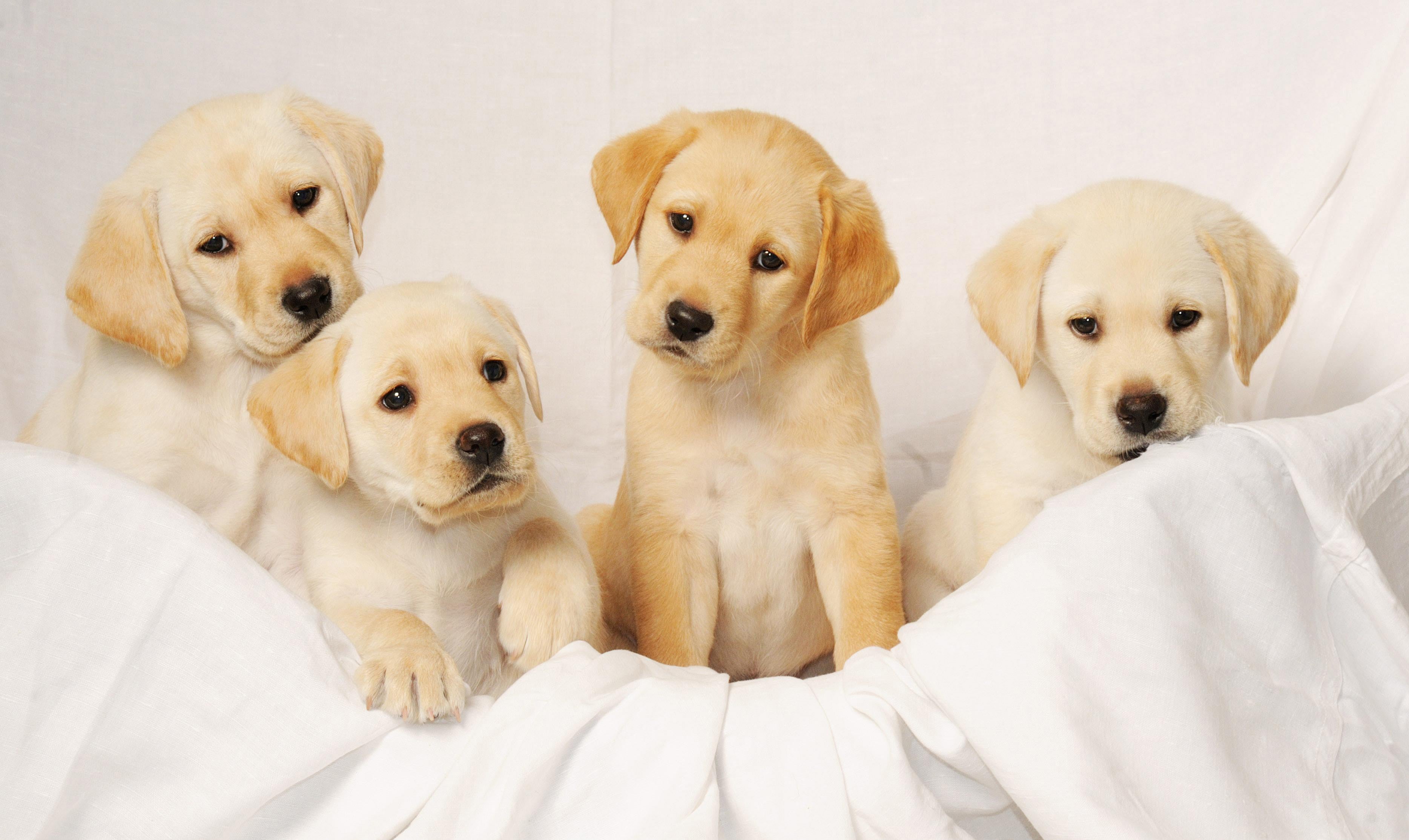 Labrador puppies (David Jones/PA)