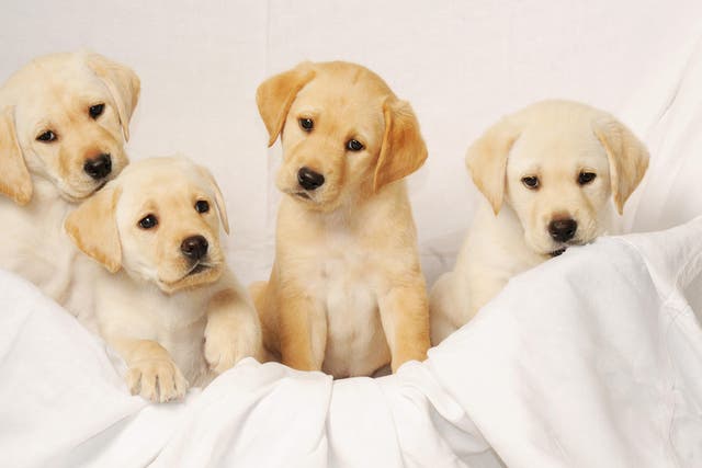 Labrador puppies (David Jones/PA)
