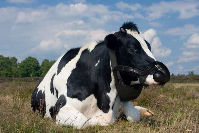 <p>A cow models the methane-neturalising technology</p>