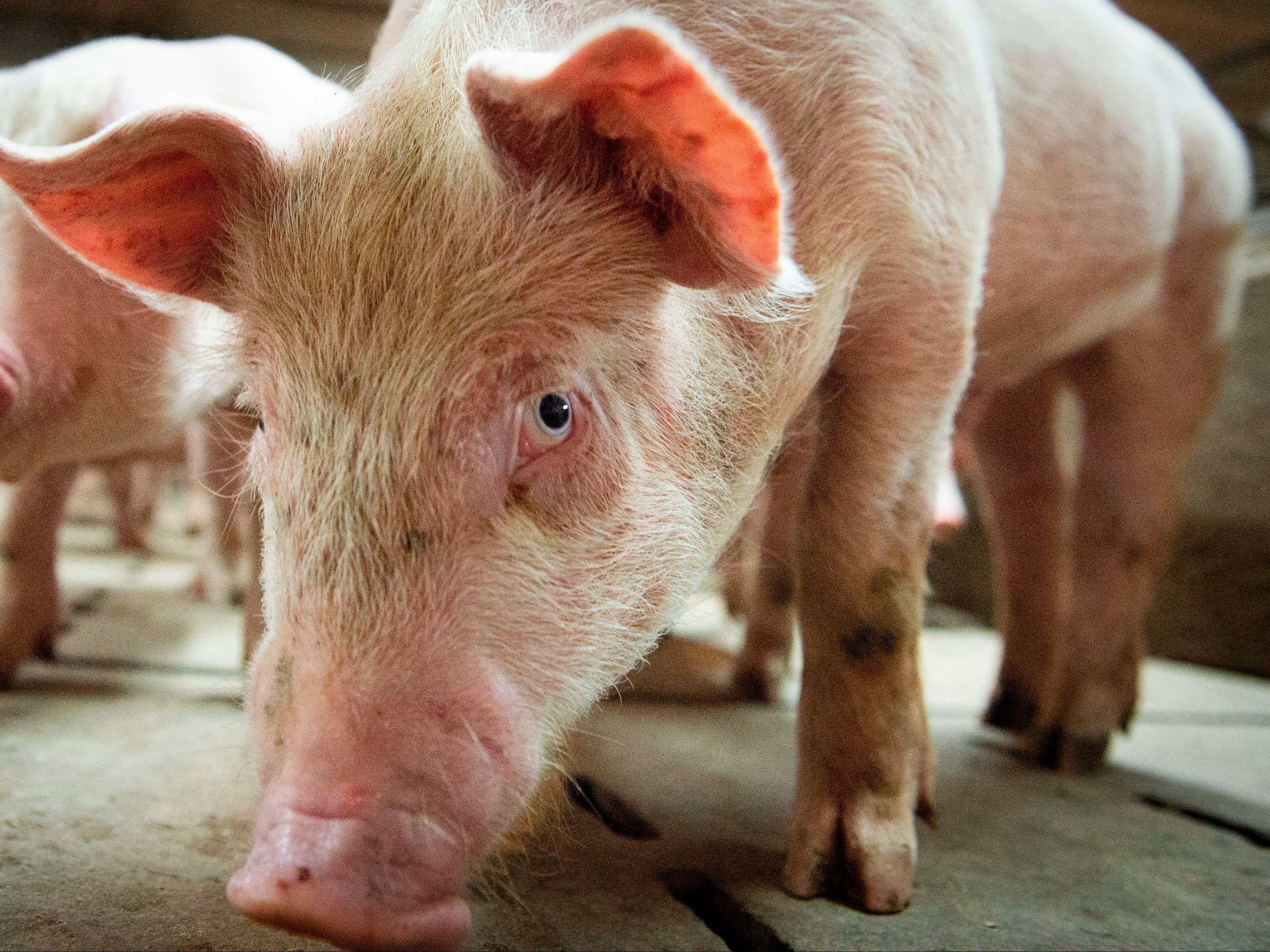 The UK government formally recognises that pigs are sentient beings