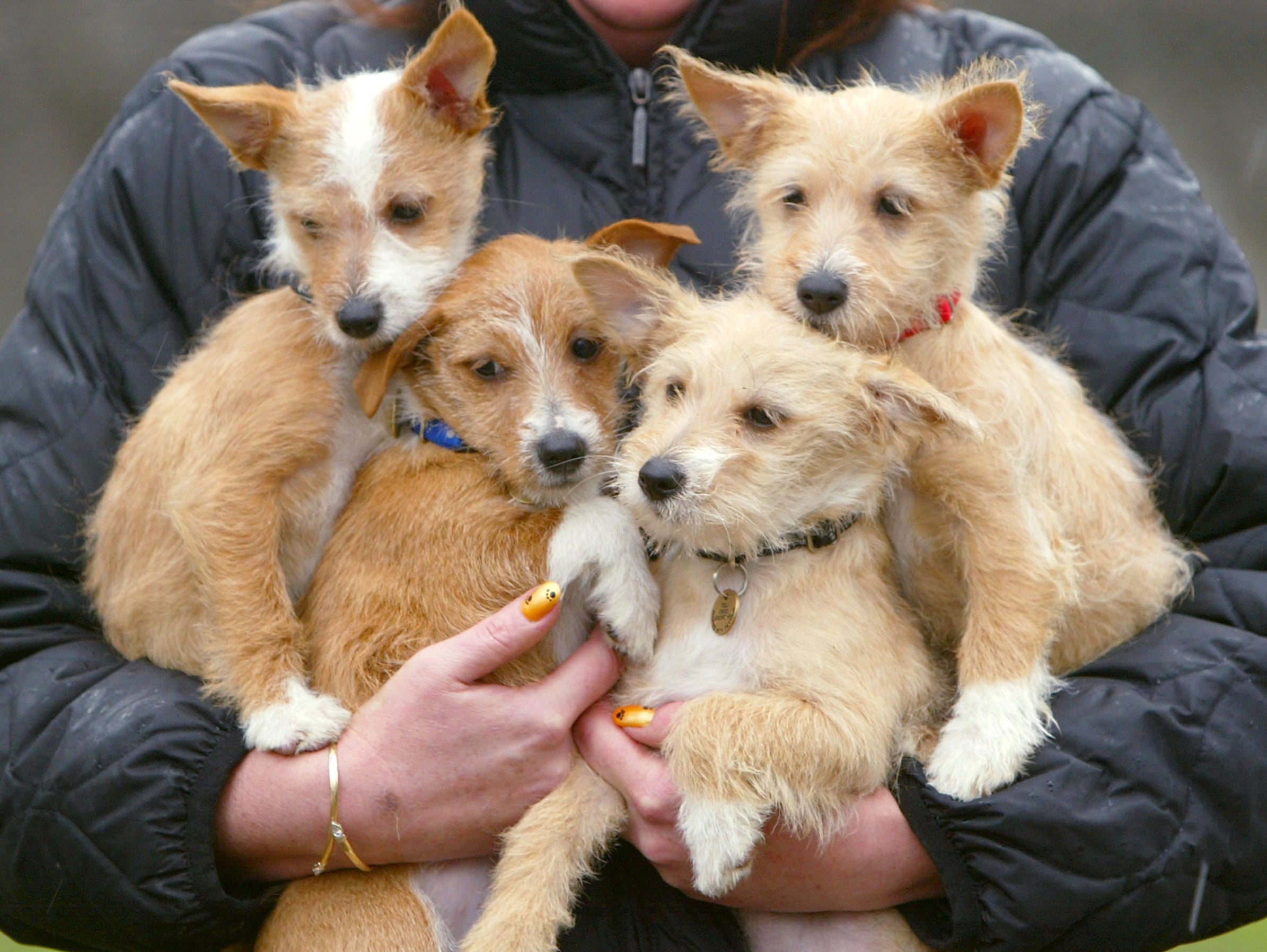 Breeders who fail to microchip puppies before rehoming them will face fines of up to £5,000