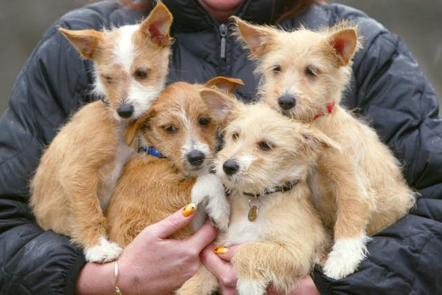 <p>Breeders who fail to microchip puppies before rehoming them will face fines of up to £5,000</p>