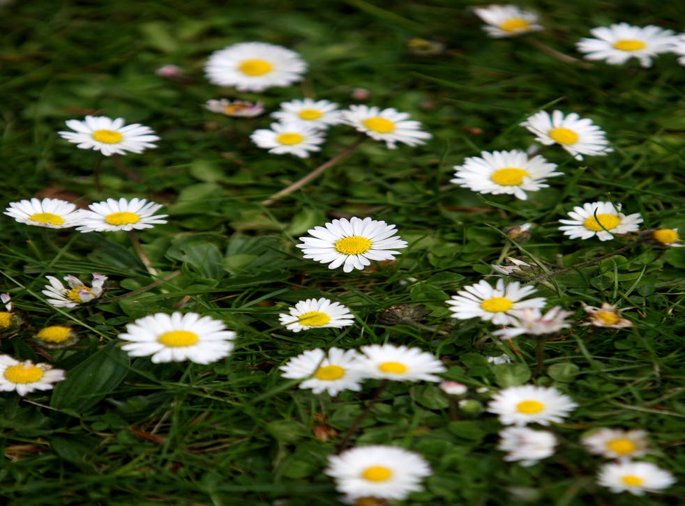 Daisies in Regent’s Park, London (Anthony Devlin/PA)