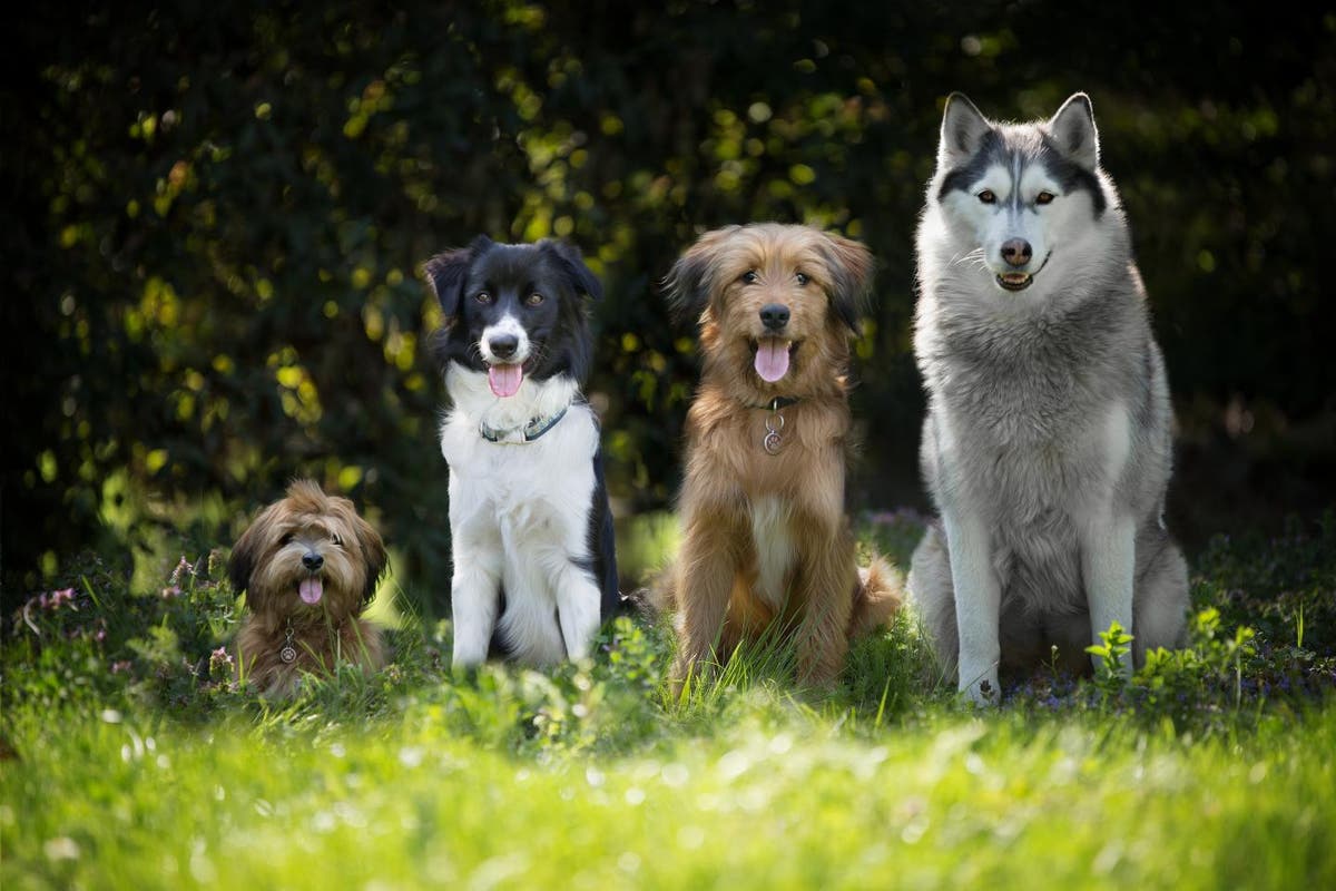 Dog breed alone a poor indicator of canine behaviour, study finds