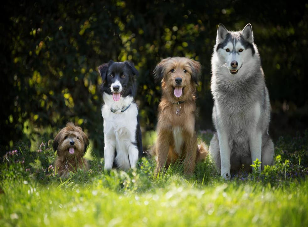 <p>A golden retriever is only marginally more likely to be more friendly than a mixed-breed or another purebred dog, such as a dachshund, scientists say </p>