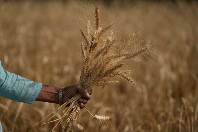 India Heat Wheat