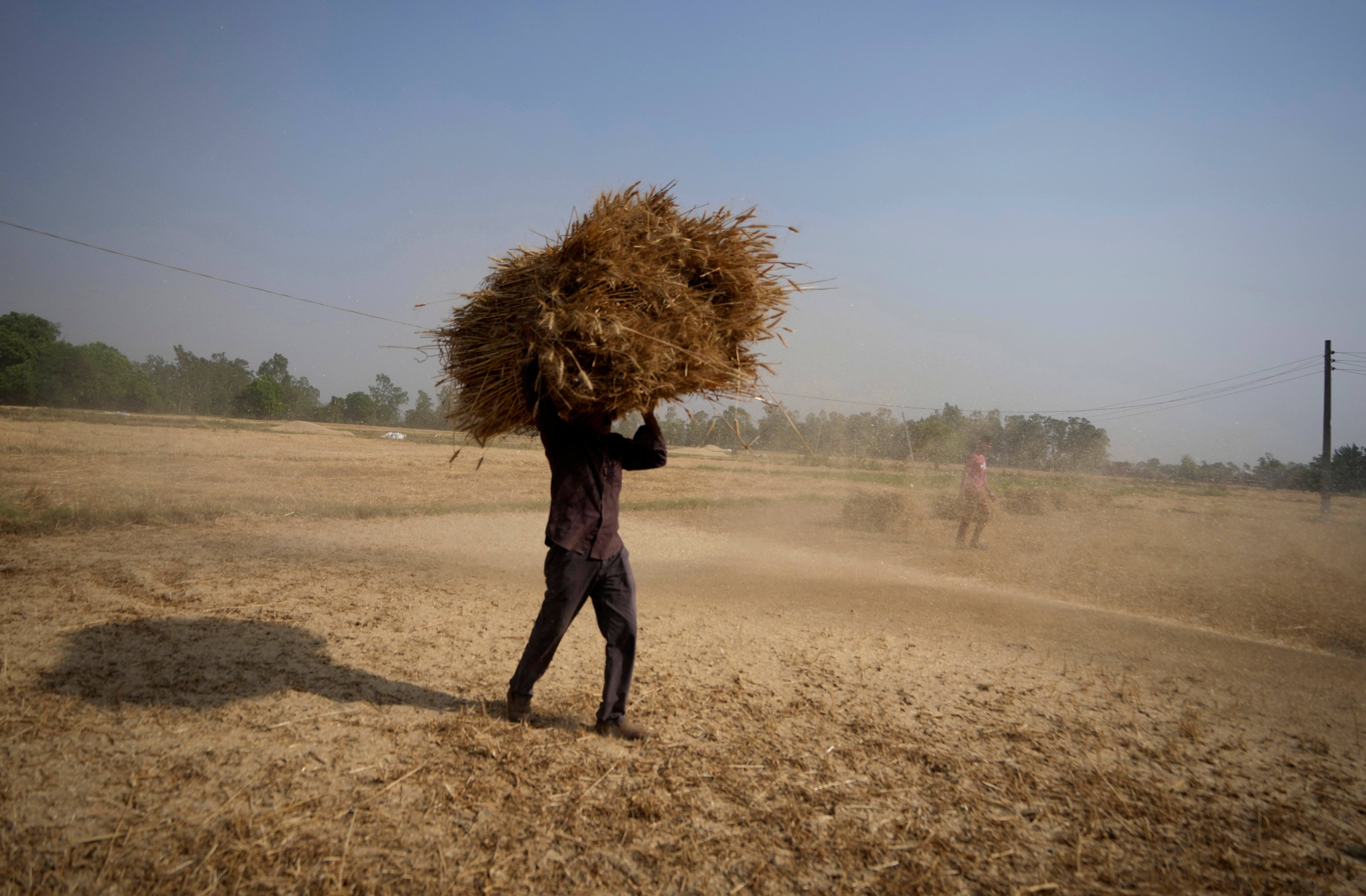 An Indian farmer carries wheat crop harvested from a field on the outskirts of Jammu, India