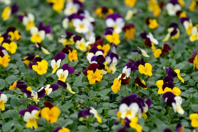 Violas growing at Bridge Farm Nurseries in Spalding, Lincolnshire, one of the largest growers of ornamental flowers in the UK (Joe Giddens/ PA)