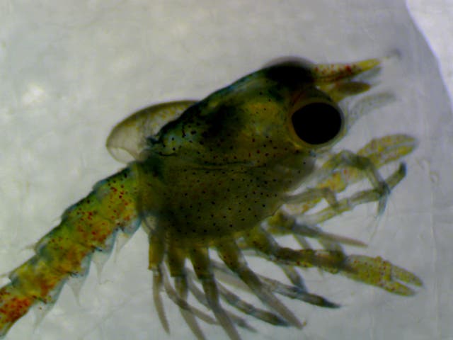 Some lobster larvae had deformities such as a curled, puffy carapace (St Abbs Marine Station/PA)