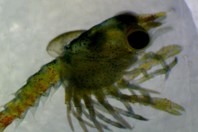 Some lobster larvae had deformities such as a curled, puffy carapace (St Abbs Marine Station/PA)