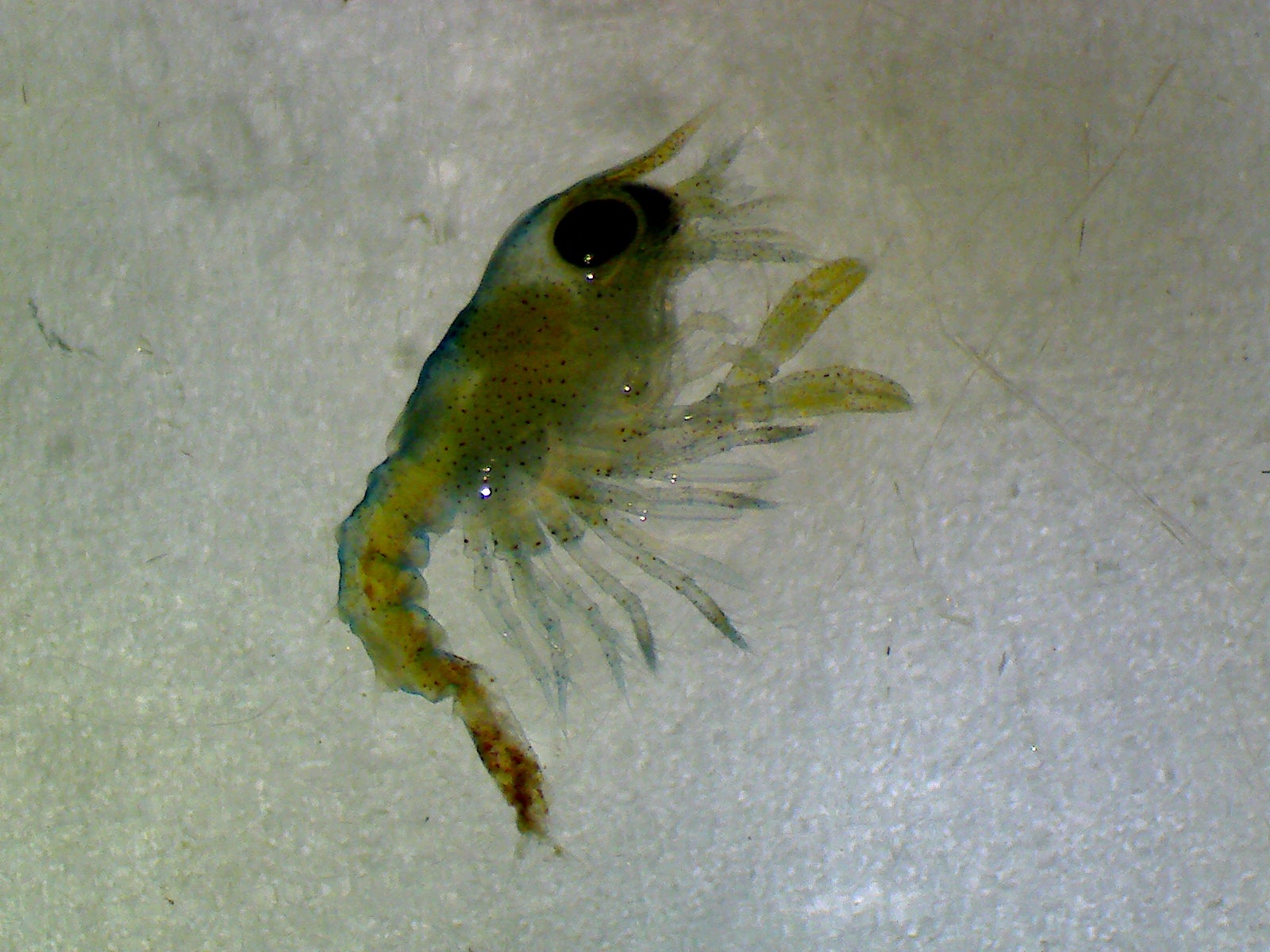 Some larvae had fused tail segments (St Abbs Marine Station/PA)