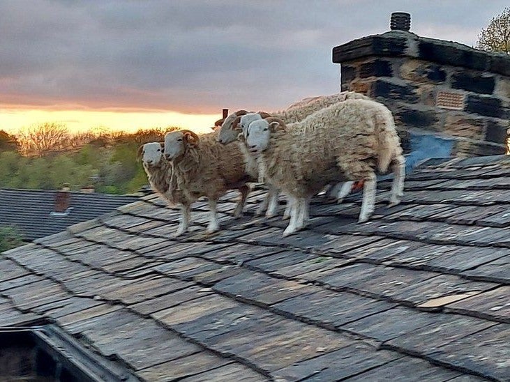 Sheep on a rooftop in the village of Newmillerdam