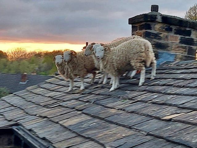 <p>Sheep on a rooftop in the village of Newmillerdam</p>