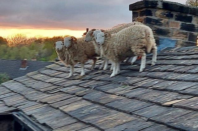 <p>Sheep on a rooftop in the village of Newmillerdam</p>