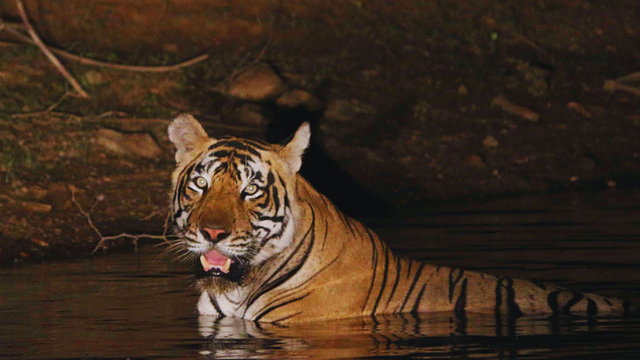 <p>ST-13, an Indian Royal Bengal tiger, seen in a river in Sariska reserve in Rajasthan. The tiger, last seen in mid-January, has been declared missing </p>