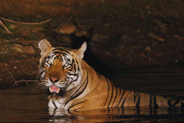 <p>ST-13, an Indian Royal Bengal tiger, seen in a river in Sariska reserve in Rajasthan. The tiger, last seen in mid-January, has been declared missing </p>