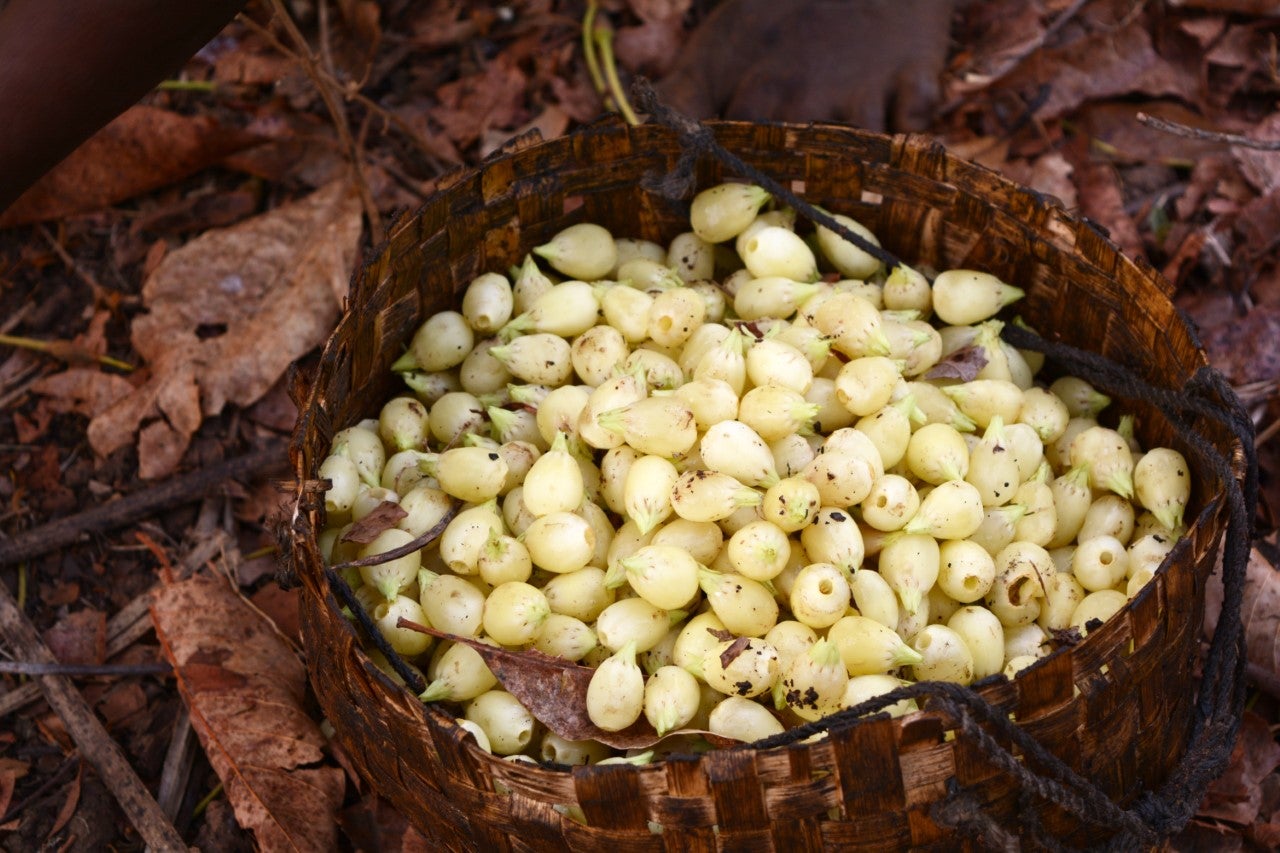 Tribals collecting sweet mahua flowers – sold as a grape-like food item or to be fermented into a local liquor – in the forests of Bastar