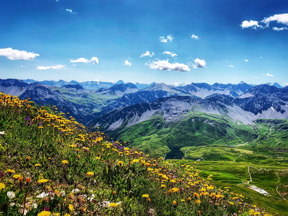 Wildflowers in the Swiss Alps