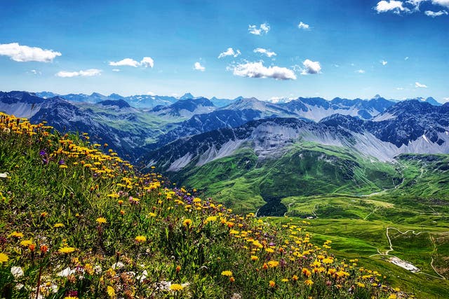 <p>Wildflowers in the Swiss Alps</p>