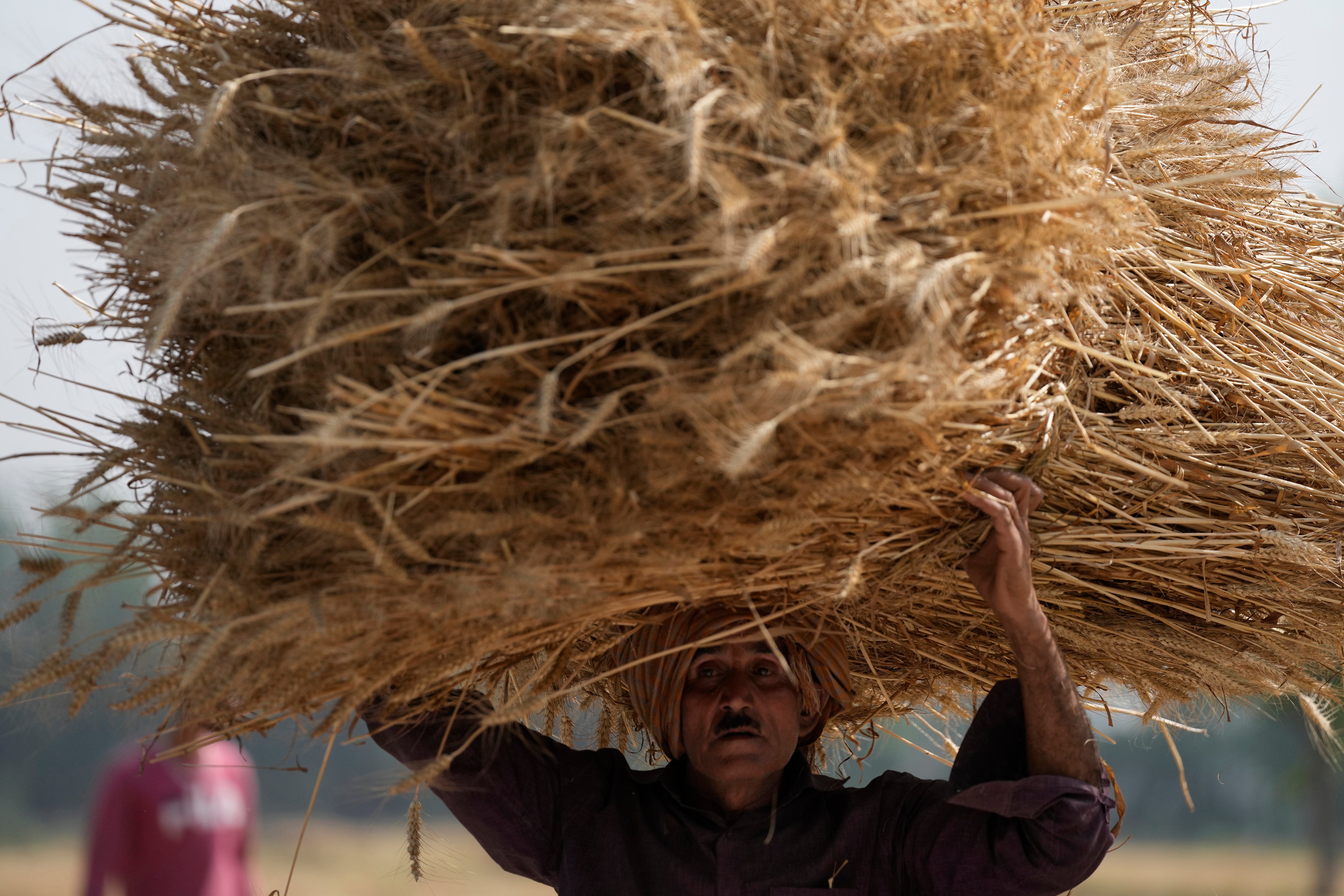 A farmer carries wheat crop after harvested on the outskirts of Jammu, India, Thursday, 28 April 2022 as record-shattering heat wave reduces country’s wheat yields