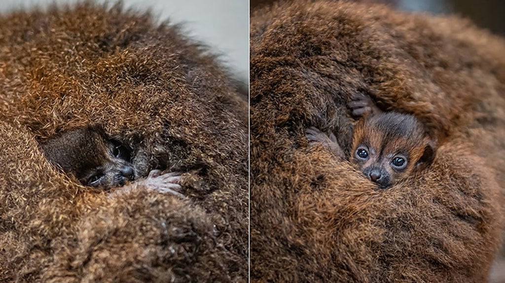 Birth of rare red-bellied lemur twins celebrated at Chester Zoo