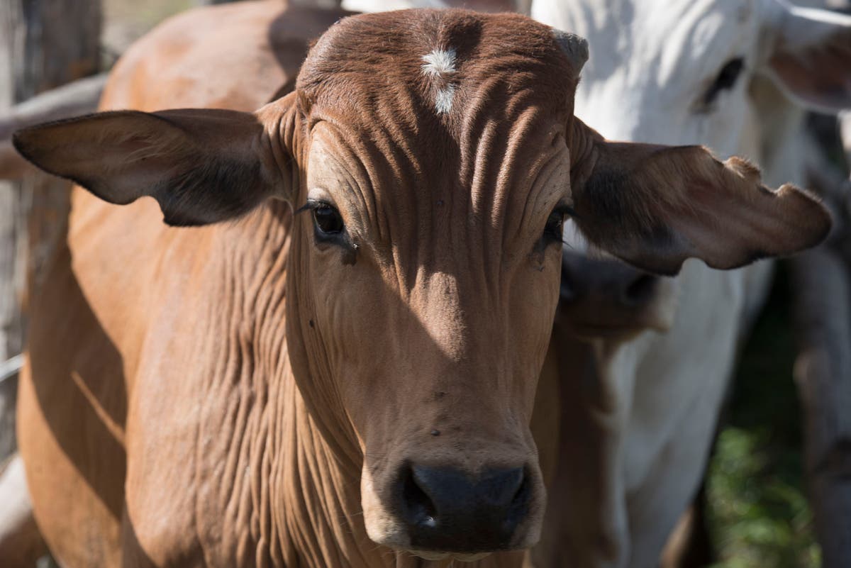 ‘Predator-proof’ initiative key to protecting Zimbabwe’s livestock