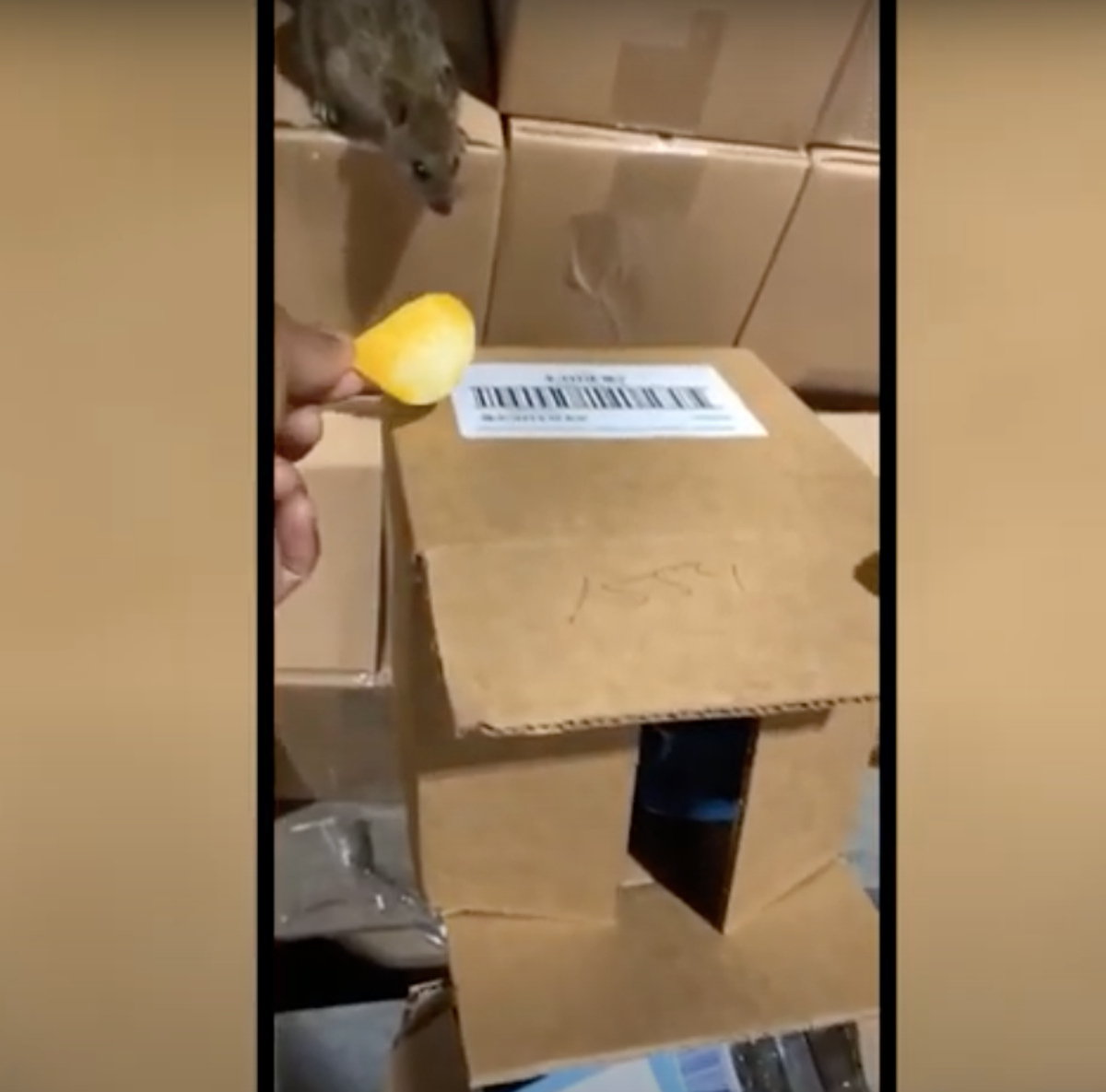 Arkansas sues Family Dollar after 1,000 rats found in warehouse, prompting recall of thousands of items