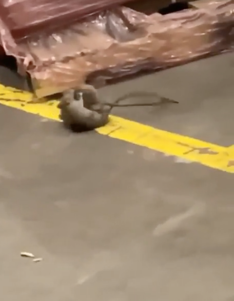 Rats are seen fighting inside the Family Dollar warehouse in Arkansas, as part of the evidence provided by the attorney general office in their lawsuit against the discount retailer.