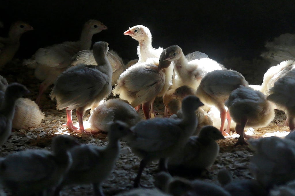 Bird flu outbreak nears worst ever in US with 37 million chickens and turkeys dead