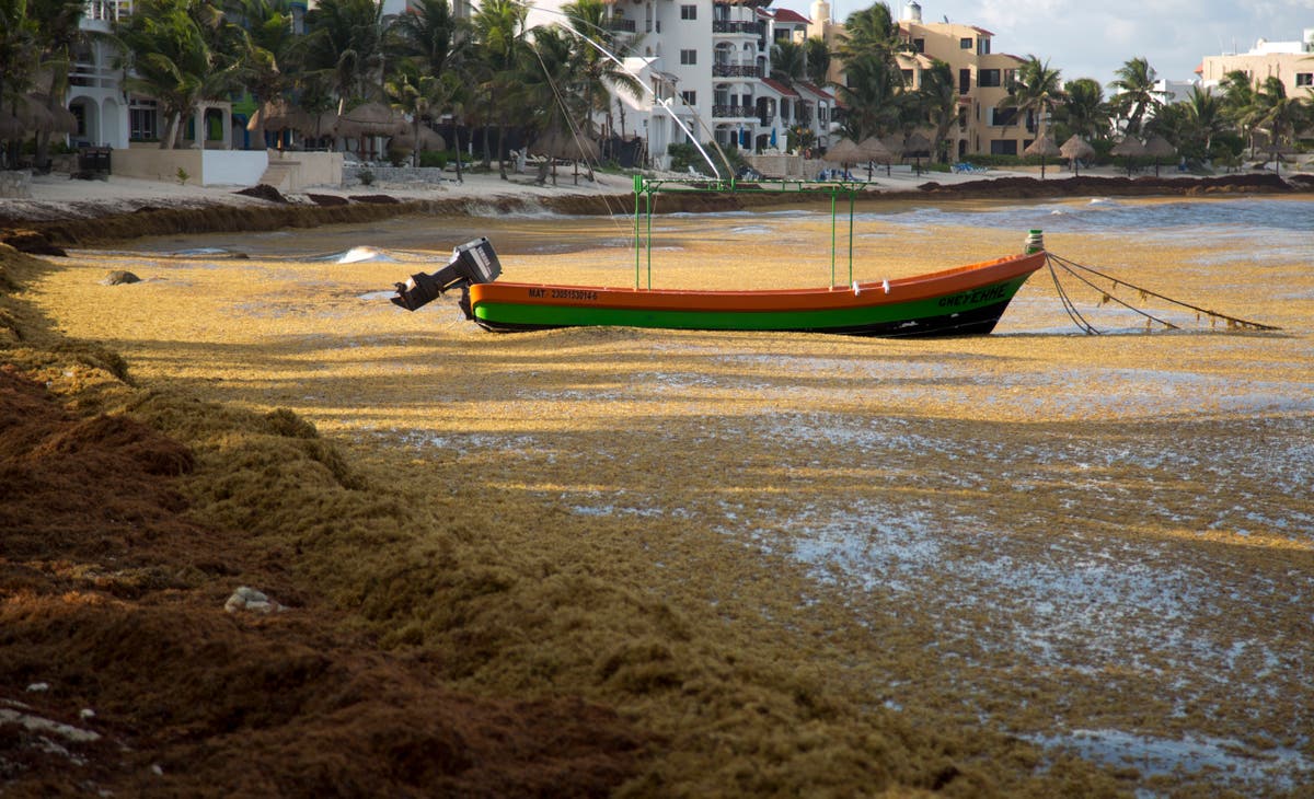 Mexico Caribbean beaches may see worst sargassum since 2018