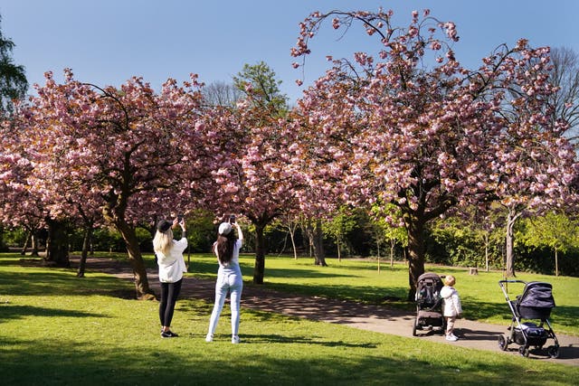 Cherry blossom in full bloom in the sunshine at Saltwell park in Gateshead (PA)
