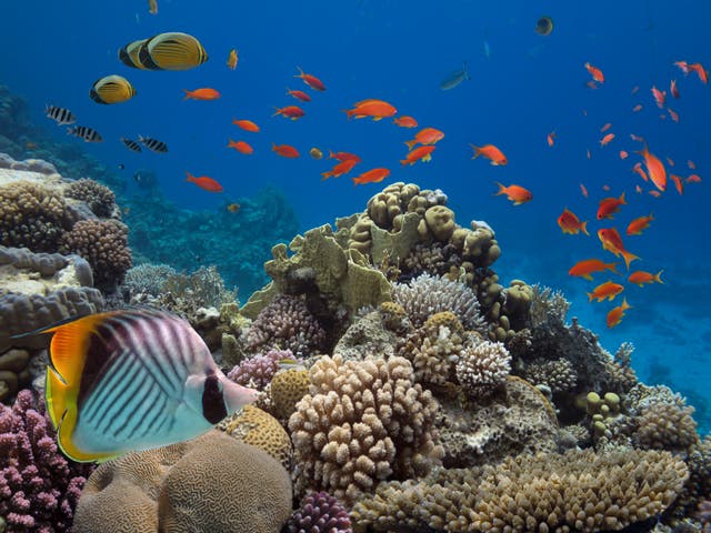 <p>The reef off Naples was found using a remotely operated submarine in the Dohrn Canyon </p>