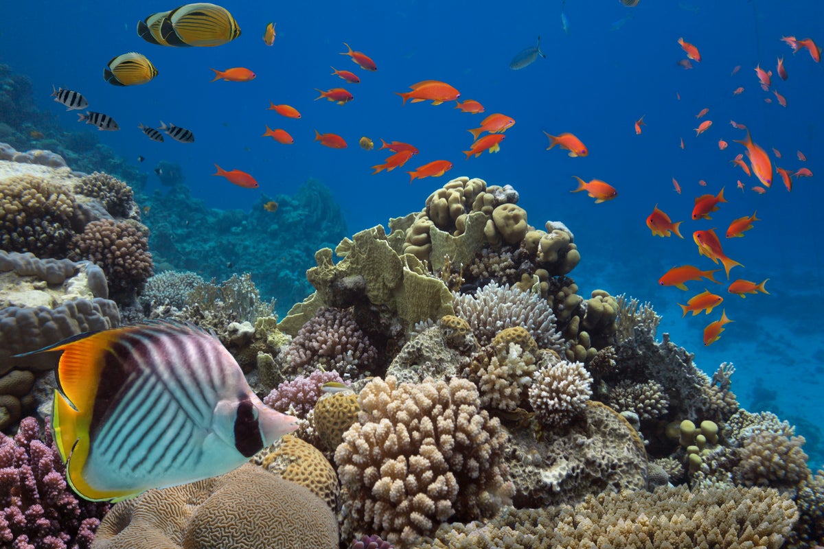 New large coral reef containing ancient life discovered in Mediterranean