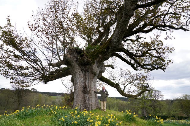 The Prince of Wales, Patron of The Queen’s Green Canopy stands under the ‘Old Sycamore’ in the walled gardens at Dumfries House (Andrew Milligan/PA)