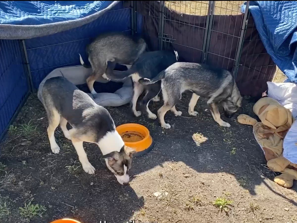 Volunteers risk lives to save hundreds of pets from Ukraine since start of war