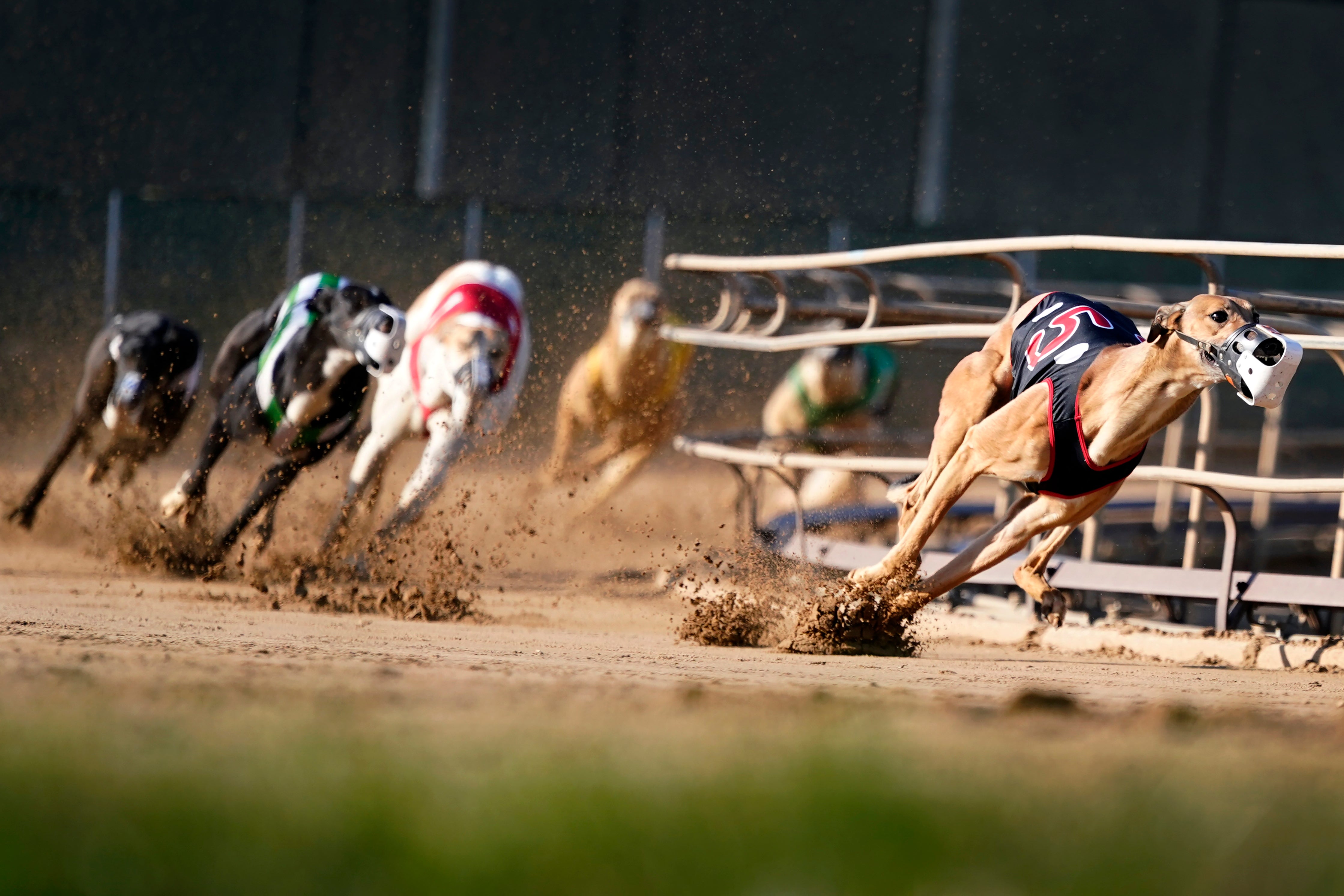 Greyhounds compete in a race at the Iowa Greyhound Park, Saturday, April 16, 2022, in Dubuque, Iowa