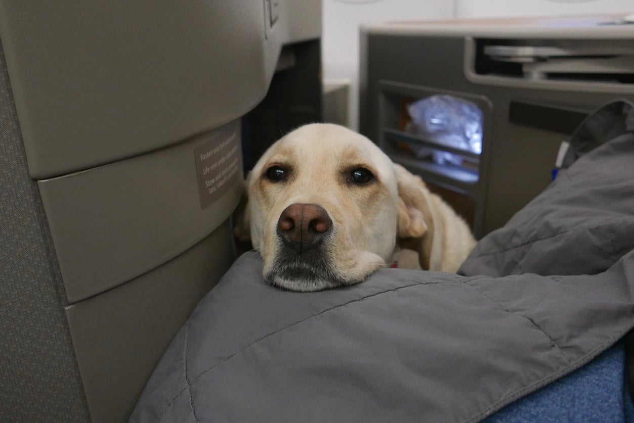 Lufthansa dog cabin best sale