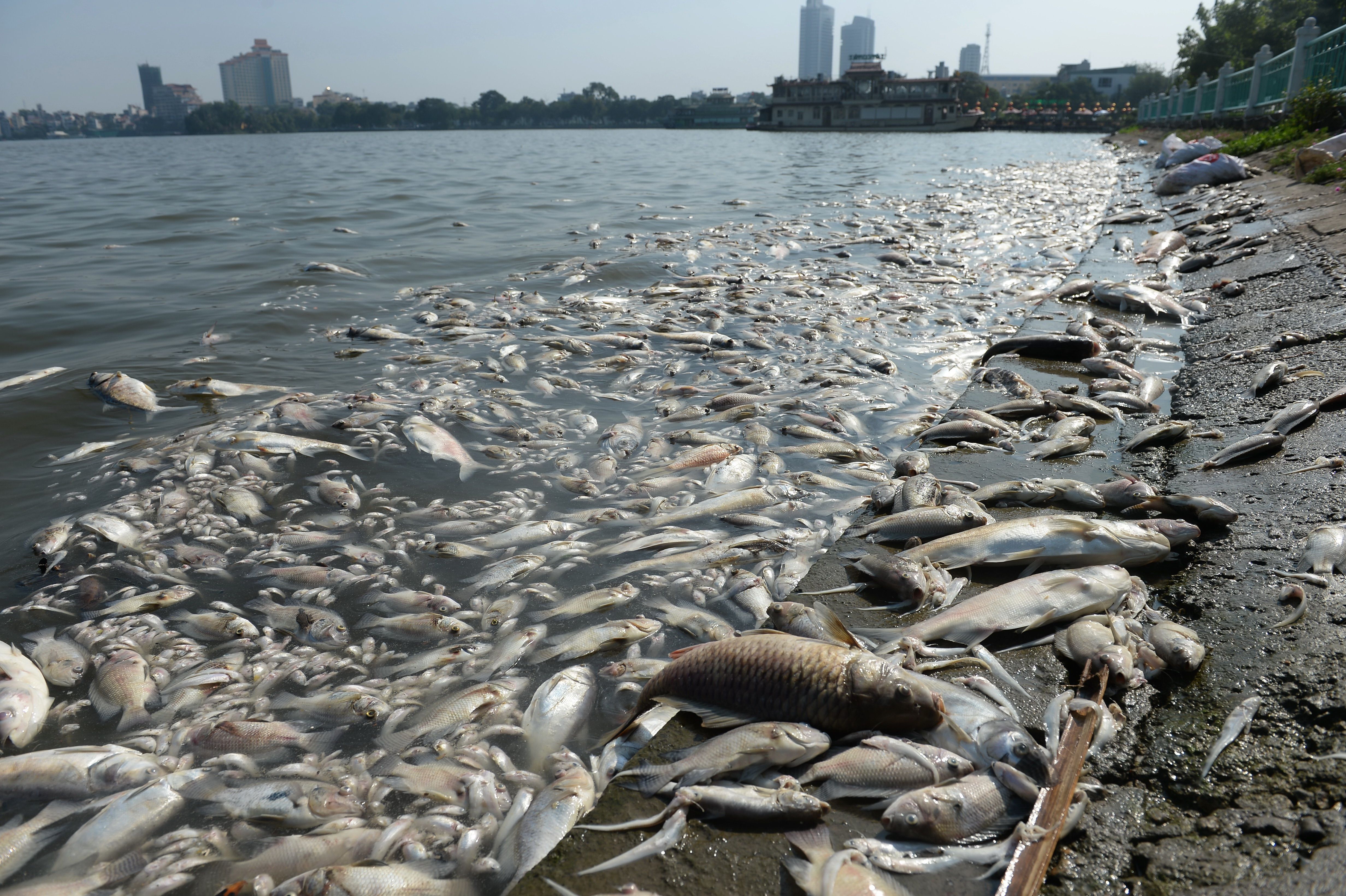 Pollution kills thousands of fish at Hanoi's largest lake, Ho Tay, in 2016