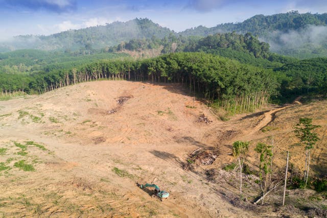 <p>Aerial drone view of deforestation environmental problem in Borneo</p>