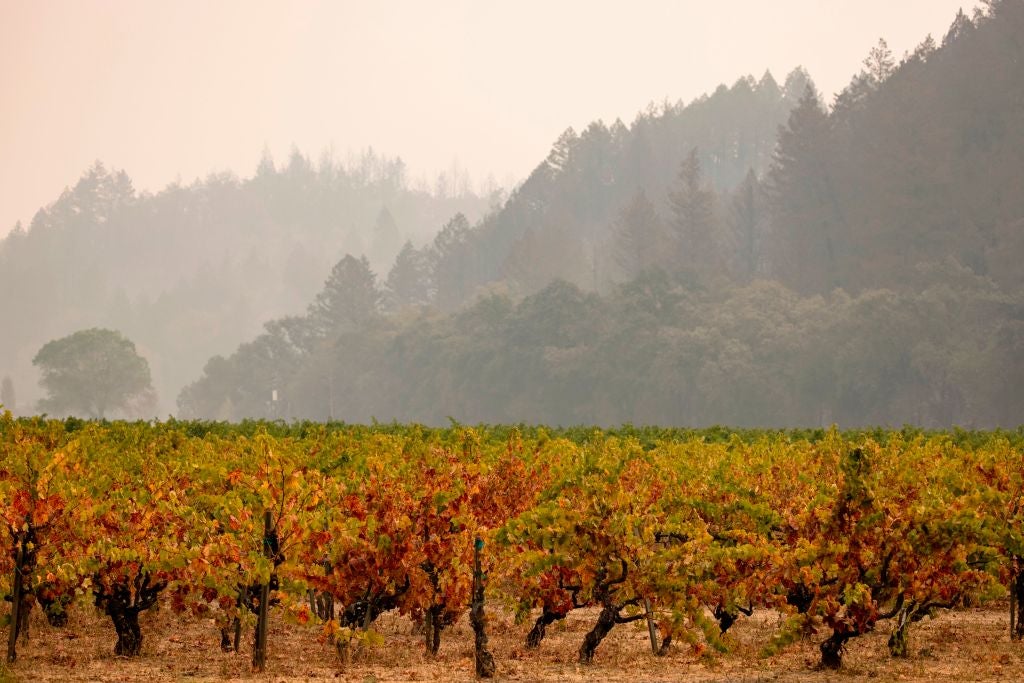 Smoke hangs heavy over a vineyard outside of Calistoga in Napa Valley, California